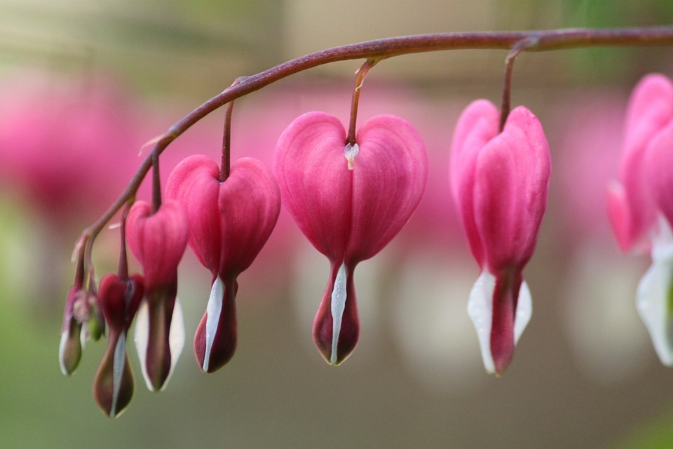 Melita Zupančič_blossom-bloom-pink-macro-garden