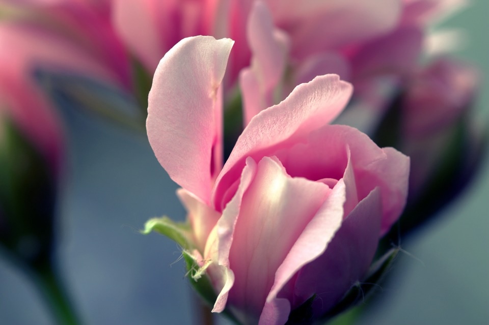 Rezerva 1_flower-rose-petal-pink-stamen